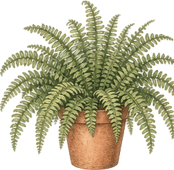 Boston Fern